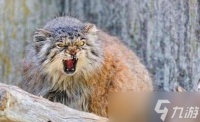 红色沙漠长毛猫在哪里获取