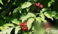 《游戏中节省草药费用的方法》 教你怎么在游戏中省钱购买草药