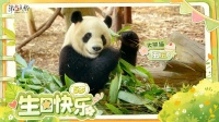 熊猫日记五岁啦！今年也有在健健康康快快乐乐长大