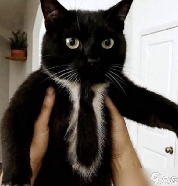 猫咪"霸占"电脑机箱?主人出奇招：自制"反猫建筑"走红