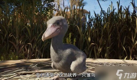 呆萌大鸟登场!《动物园之星2》发布鲸头鹳实机宣传片