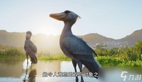 呆萌大鸟登场!《动物园之星2》发布鲸头鹳实机宣传片