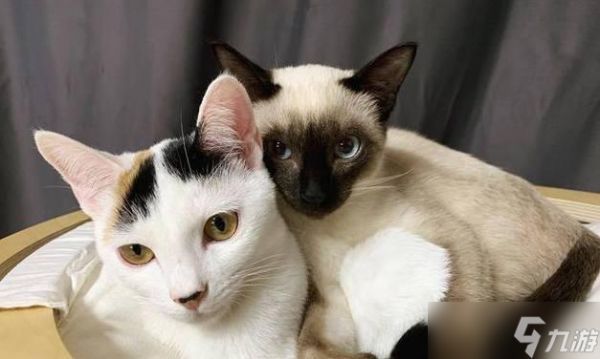 探秘猫之城猫咪教父合成之道（玩转游戏乐趣）