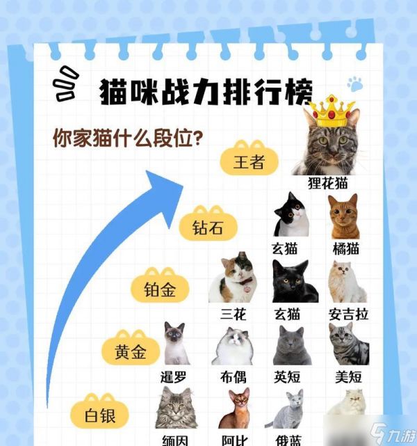 猫咪大作战天梯329战队最强阵容揭秘（挑战巅峰）
