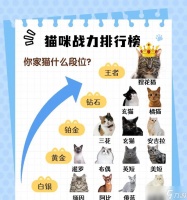 猫咪大作战天梯329战队最强阵容揭秘 挑战巅峰